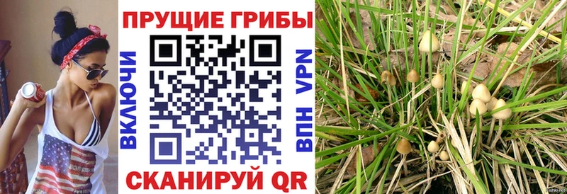 Галлюциногенные грибы Psilocybe Октябрьский